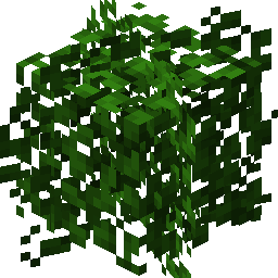 金合欢树叶