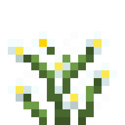 蓝花美耳草