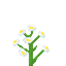 蓝花美耳草