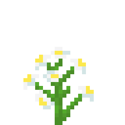 蓝花美耳草
