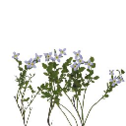 蓝花美耳草