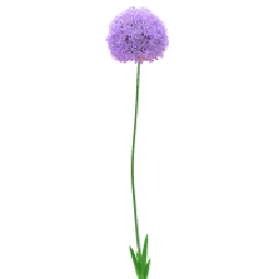 绒球葱