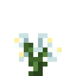 蓝花美耳草