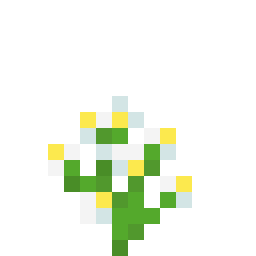 蓝花美耳草
