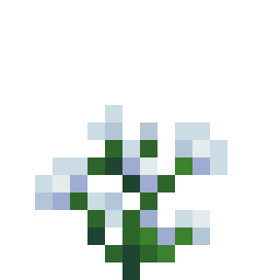 蓝花美耳草