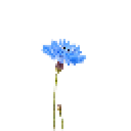 蓝花美耳草