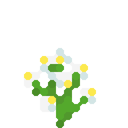 蓝花美耳草