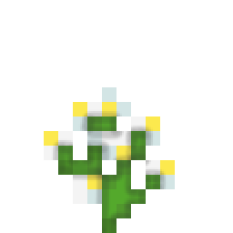 蓝花美耳草