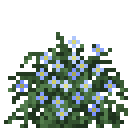 蓝花美耳草