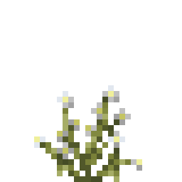 蓝花美耳草