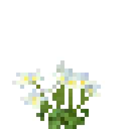 蓝花美耳草
