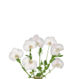 蓝花美耳草