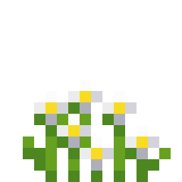 蓝花美耳草